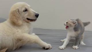 My Golden Retriever Heals a Terrified Rescue Kitten in Just 1 Meeting!