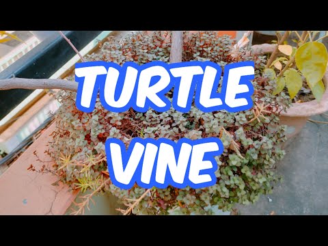 Turtle vine को बहुत ही आसानी से लगाये। How to grow turtle vine🤗#gardening