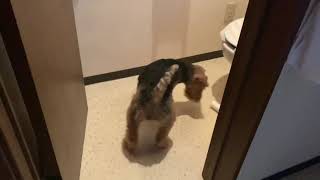 She likes the core in the toilet paper. by shiuraswelsh 810 views 3 years ago 24 seconds