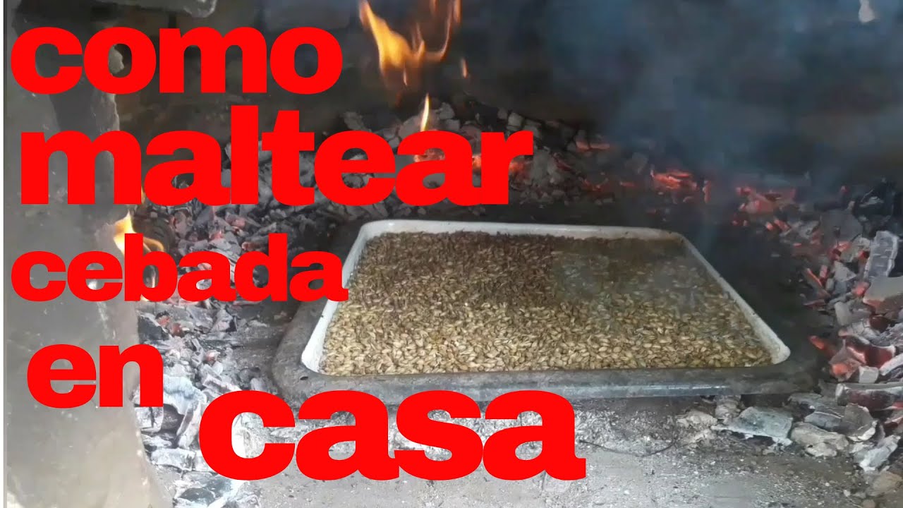 Cebada cervecera como es el proceso de malteado para hacer Cerveza artesanal. #cerveza #artesanal