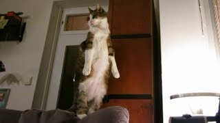 Cat Vertical Stretch Compilation