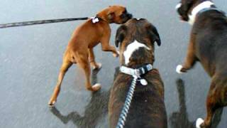 Boxer Puppy Harvey's First Adventure With His New Friends by Harvey331 68,197 views 14 years ago 15 seconds