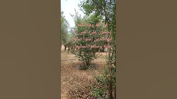 صلوا عليه وسلموا تسليما 🥰 #اللهم_صل_وسلم_على_نبينا_محمد #القرآن_الكريم #اكسبلور #القارئ