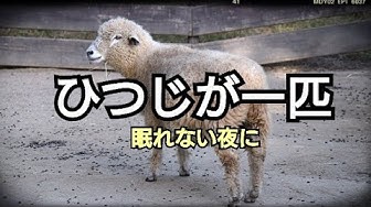 羊が一匹 Youtube