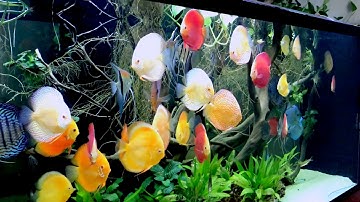 Bể cá cảnh cá đĩa nước trong như pha lê đẹp đê mê