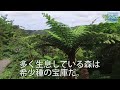 【空からぱちり】国頭村の大国林道