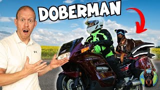 Meet 'Glock', the Doberman Who Rides Motorcycles! by Doberman Planet 7,302 views 4 months ago 10 minutes, 44 seconds