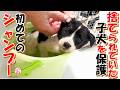 【野犬 子犬 お名前募集】捨てられていた子犬を保護しました。初めてのシャンプー+おまけコーナー