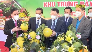 Bắc Giang thúc đẩy tiêu thụ cam bưởi, nông sản đặc trưng