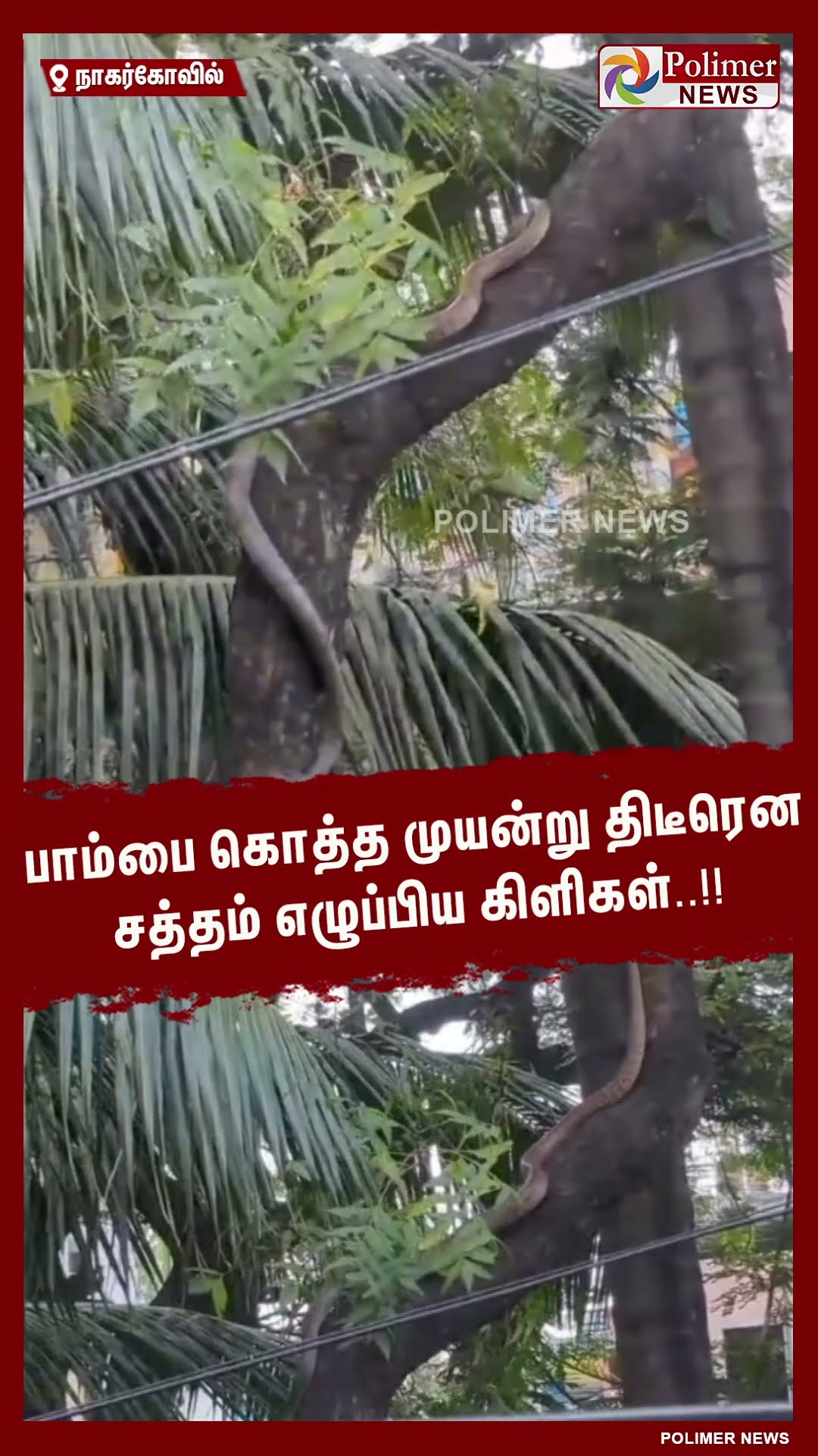 பாம்பை கொத்த முயன்று திடீரென சத்தம் எழுப்பிய கிளிகள்..!!  #shorts