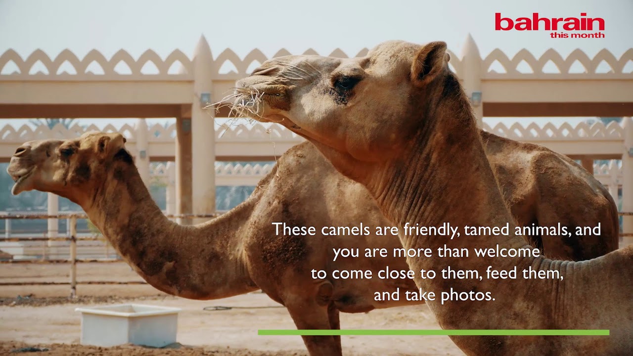 The Royal Camel Farm - Discover Bahrain