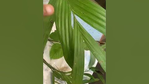 CLASS 4 EVS ROOT SYSTEM AND VENATION