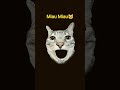 miau miau