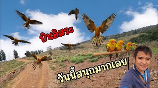 ปล่อยนกบินอิสระ ซันคอนัวร์&กรีนชิค บินดีมาก