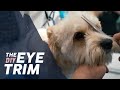 How to Trim a Dog's Eyes 🐶 BASIC TRIMMING Tutorial #doggrooming #dogfacetrim #doggroomingtutuorial
