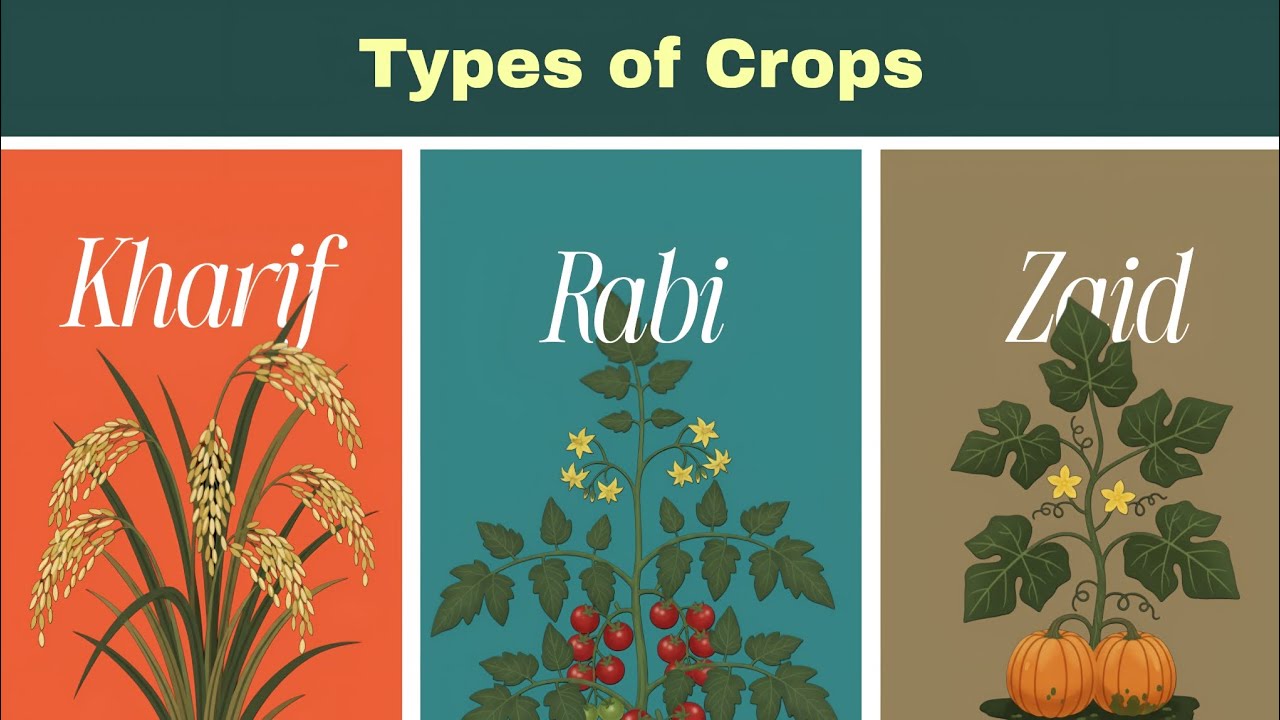 Crop Seasons In India | types of crops | rabi crop - YouTube