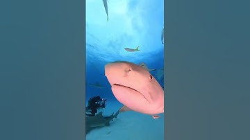 Tiger Shark approach #shark #sharks #ocean #underwater #sharkdiving #bahamas #adventure #tiger