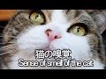 ねこの嗅覚２。-Sense of smell of Maru&Hana.-