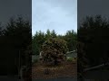 Husqvarna 520iht4 Pruning Pieris.