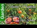 Satsuma Mandarins 2019 Harvest