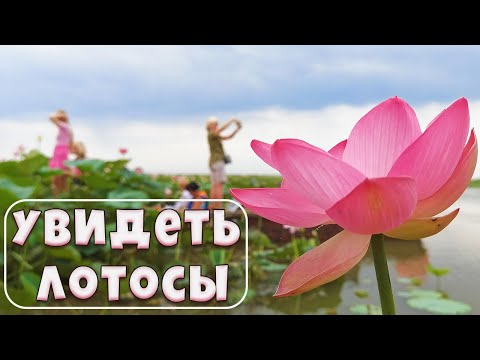 Где увидеть лотосы?Лотосовые поля в Астрахани?Долина лотосов? Видео 4К