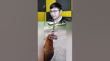 Gà Đầu Khủng Long | Sheep #shorts