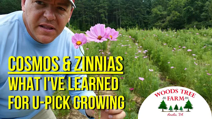 What I've Learned About Cosmos and Zinnias for U-Pick Flowers - DayDayNews