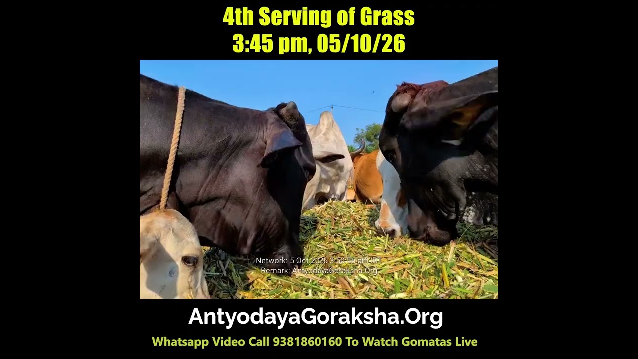 [05 Oct 2026] Happy Gomatas Eat Green Grass between Lunch & Dinner