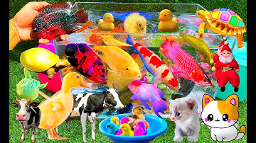 Bắt Các Con Vật Dễ Thương, Con Mèo, Con Cá, Con Thỏ, Con Vịt, Con Rùa, Con Bò, Cá Vàng Bơi - Part 05