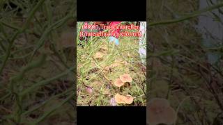 เห็ดดำ,Trattkantareller,(Craterellus tubaeformis),#แม่ขวัญสวีเดน,#เก็บเห็ดสวีเดน,#mushroom
