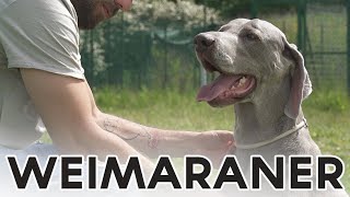 WEIMARANER