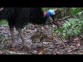 cassowary chicks eating red-browed finch