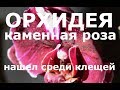 орхидея КАМЕННАЯ РОЗА уцененка за 199 рублей, пересадка