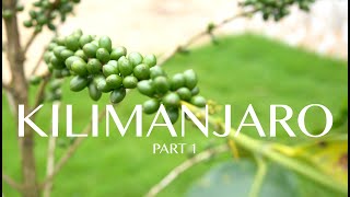 Kilimanjaro - Meet & Eat