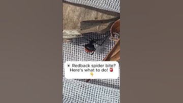 Signs, tips + first aid for a redback spider bite 🕷 #spiderbite #firstaid #redbackspider #Australia