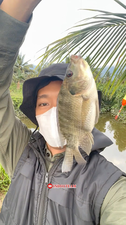 Fishing in the pond strike jaer babon and juventus fish🤤