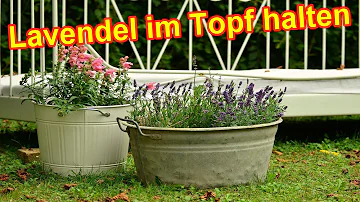 Wie oft muss man Lavendel im Topf gießen?