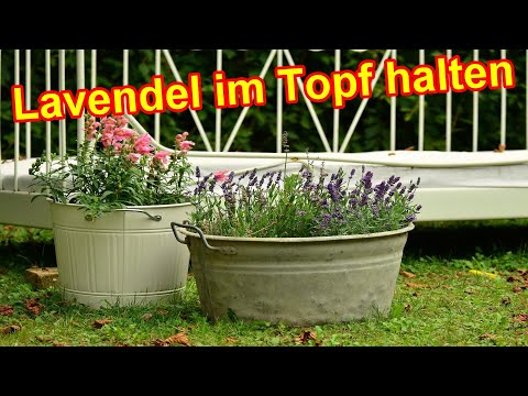 Video: Topf-Lavendel-Pflege – Wie man Lavendel in Behältern anbaut