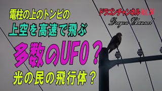 Vol.54電柱の上のトンビの上空を高速で飛ぶ多数のUFO?、光の民の飛行物体? Vol.54電柱の上のトンビの上空を高速で飛ぶ多数のUFO?、光の民の飛行物体?