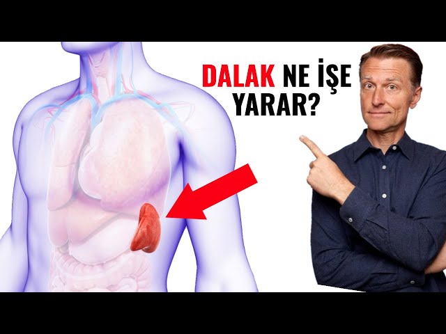 Dalak: Vücudunuzdaki Bu Gizli Organın Sırları | Dr.Berg Türkçe class=