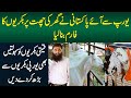 Europe Se Aye Pakistani Ne Ghar Ki Chat Per Goat Farm Bana Lia - Facilities Bhi European Jesi