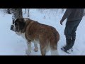 Massive St Bernard Who Hates To Leave His Bed, takes a short walk in the wilds