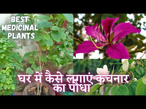 वीडियो: कैसे उगाए गए पौधे दिखाई दिए