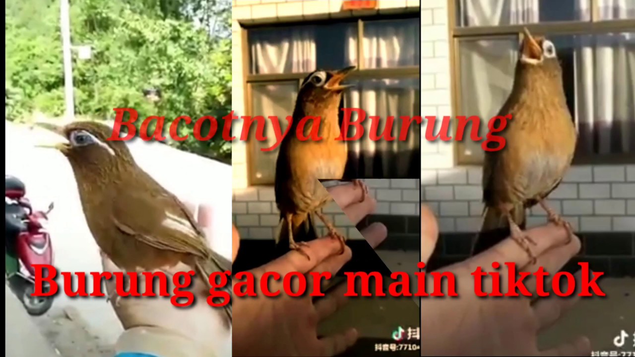 Burung apa tuh..??? burung puyuh ?? 