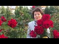 Сравнение розы Супер Гранд Аморе (Super Grand Amore Rose) с другим сортом