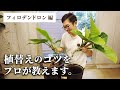 【観葉植物のプロが教える】 フィロデンドロン(インペリアルグリーン) の植え替えのコツ！