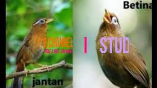 MASTERAN FULL WAMBI// MATERI LOMBA ISIAN WAMBI//MASTER MASTER