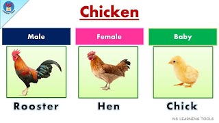 Male, Female and Young Animals Names | 25 Animal Names : Male, Female, and Young | Gender of Animals