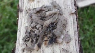 Easy fire tinder from dead wood screenshot 3