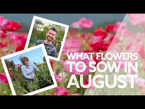 Video: Flowers in August: photo and description